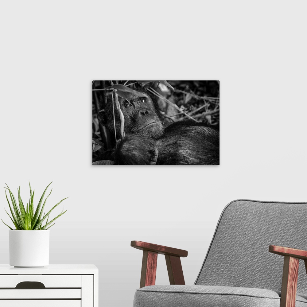 A modern room featuring Africa, Tanzania, Mahale Mountains National Park. A black and white portrait of a male chimpanzee.
