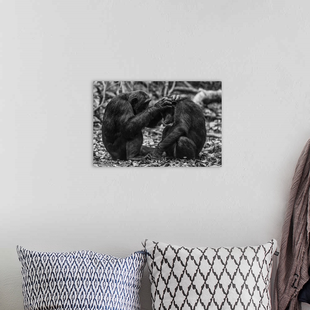 A bohemian room featuring Africa, Tanzania, Mahale Mountains National Park. Black and white picture of two chimps grooming.