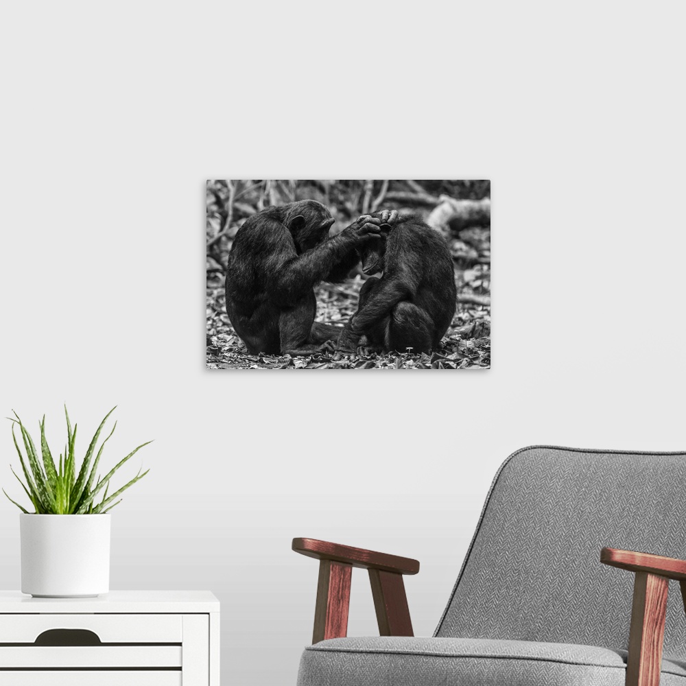 A modern room featuring Africa, Tanzania, Mahale Mountains National Park. Black and white picture of two chimps grooming.