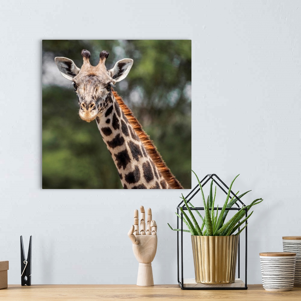 A bohemian room featuring Africa, Tanzania, Tarangire National Park. A Masai giraffe, watching.
