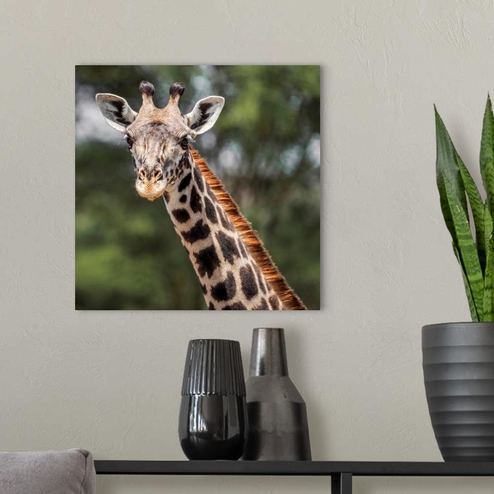 A modern room featuring Africa, Tanzania, Tarangire National Park. A Masai giraffe, watching.