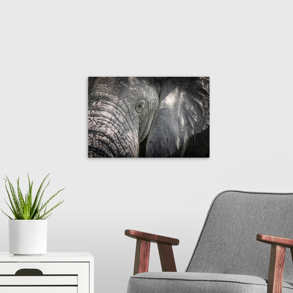 A modern room featuring Africa, Tanzania, Tarangire National Park, An elephant close up, detail of the head. Tarangire Na...