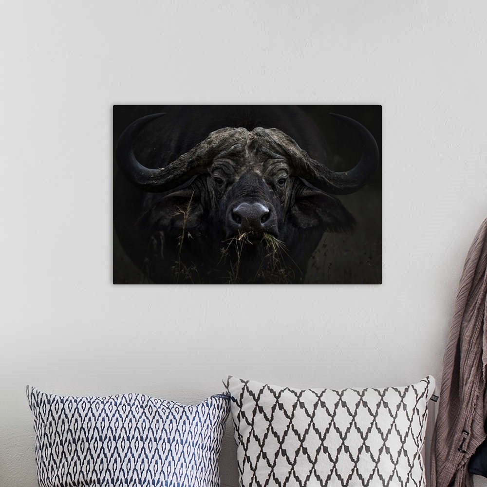 A bohemian room featuring African buffalo or Cape buffalo (Syncerus caffer) in Lake Nakuru National Park