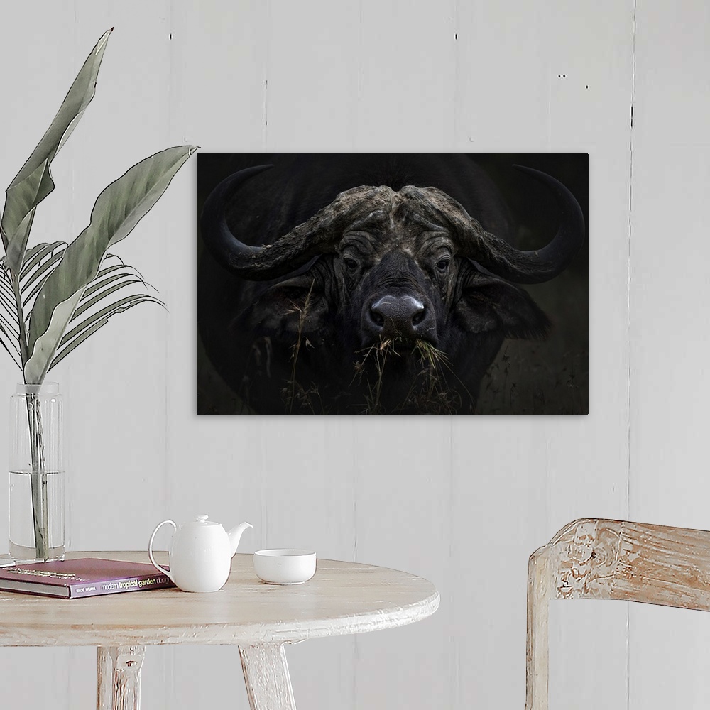 A farmhouse room featuring African buffalo or Cape buffalo (Syncerus caffer) in Lake Nakuru National Park