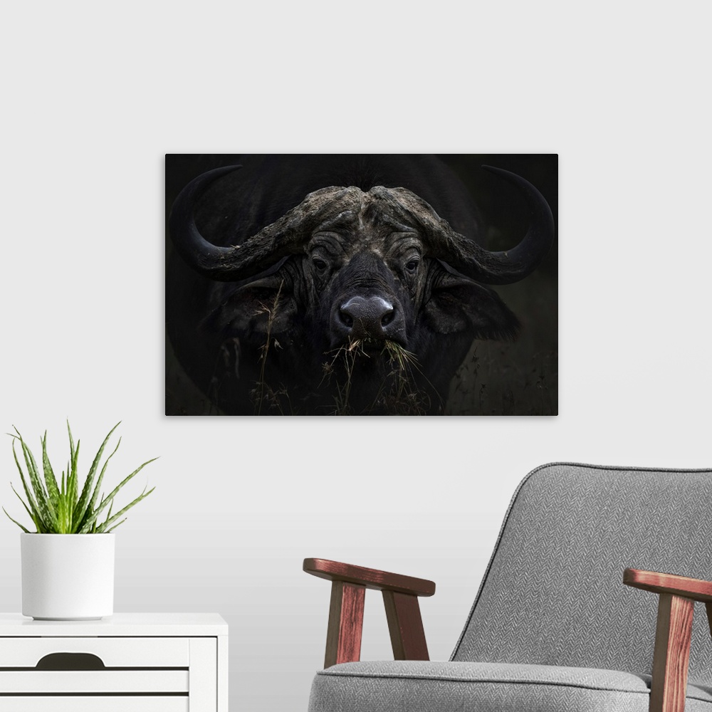 A modern room featuring African buffalo or Cape buffalo (Syncerus caffer) in Lake Nakuru National Park
