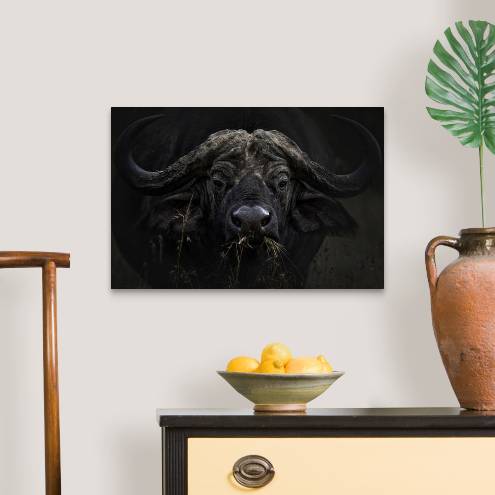 A traditional room featuring African buffalo or Cape buffalo (Syncerus caffer) in Lake Nakuru National Park