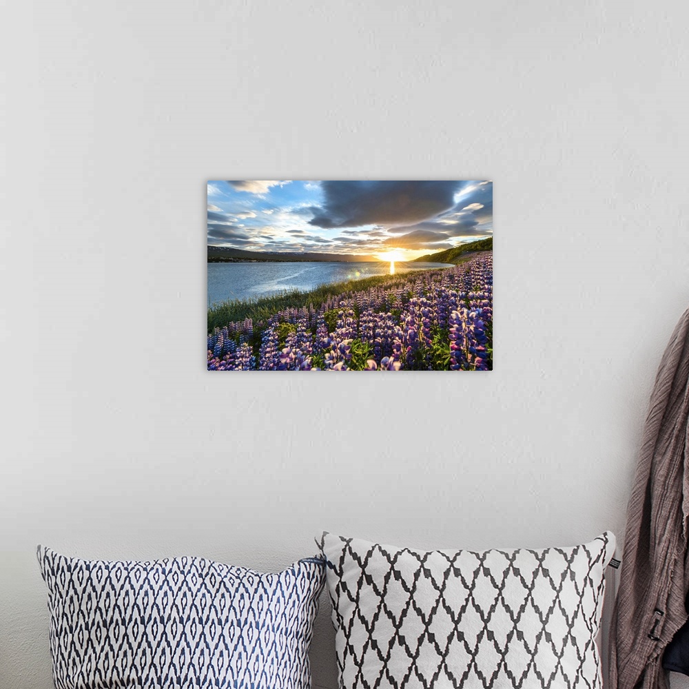 A bohemian room featuring Akureyri, Northern Iceland. Fields of lupins and midnight sun.