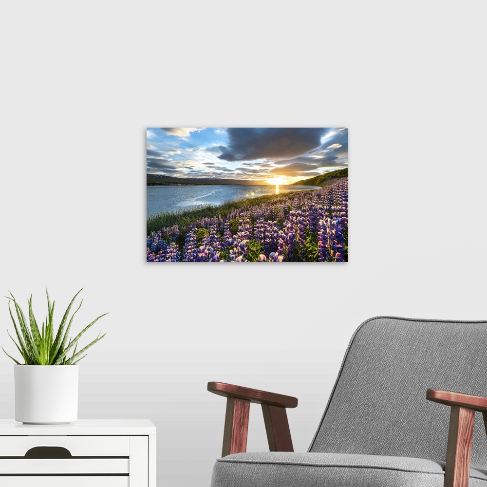 A modern room featuring Akureyri, Northern Iceland. Fields of lupins and midnight sun.