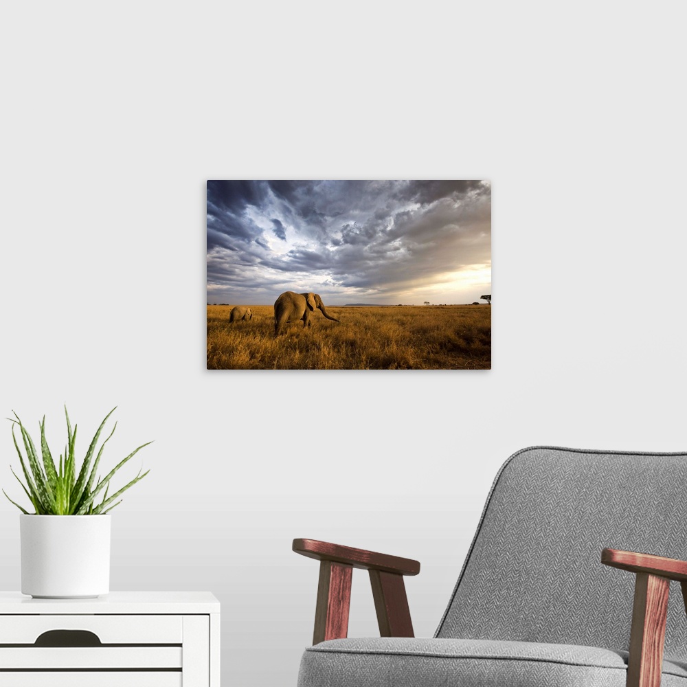 A modern room featuring An african elephant at sunset in the Serengeti national park, Tanzania, Africa.