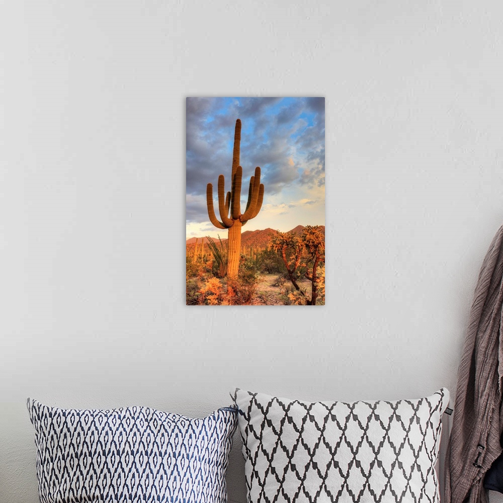 A bohemian room featuring USA, Arizona, Tucson, Saguaro National Park