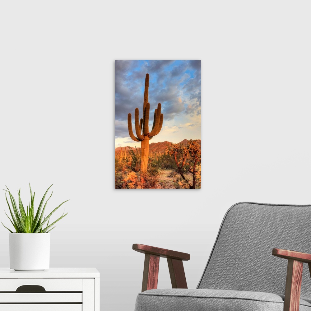 A modern room featuring USA, Arizona, Tucson, Saguaro National Park