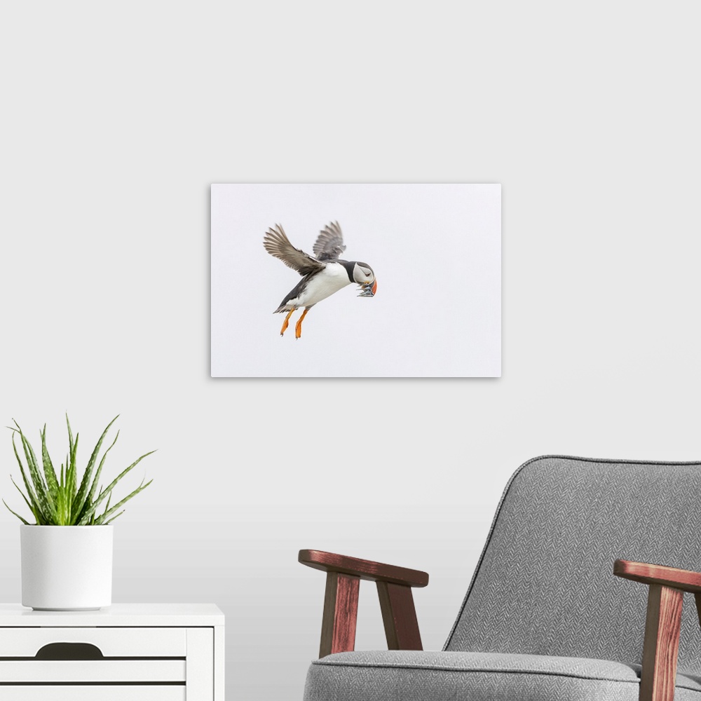A modern room featuring Atlantic Puffin (Fratercula arctica) in flight carrying sandeels, Isle of May, Firth of Forth, Sc...