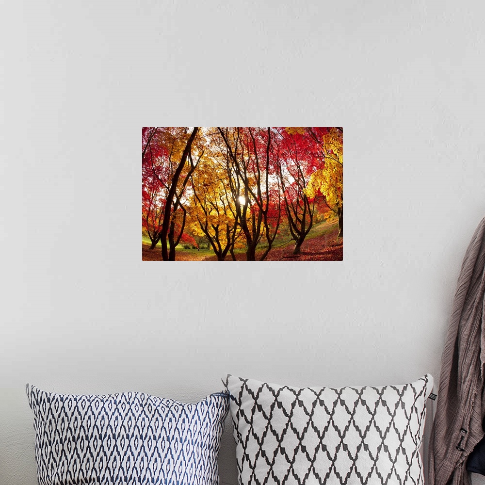 A bohemian room featuring Autumn foliage of Japanese Maple (Acer) tree, England, UK