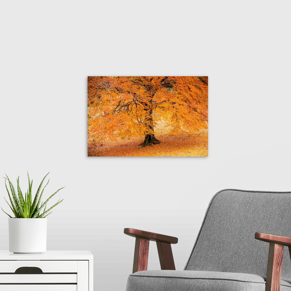 A modern room featuring Autumn Tree In Baremone, Province Of Brescia, Lombardy, Italy