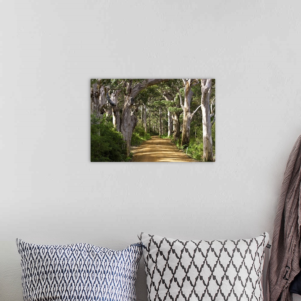 A bohemian room featuring Avenue of trees, West Cape Howe NP. Albany, Western Australia.