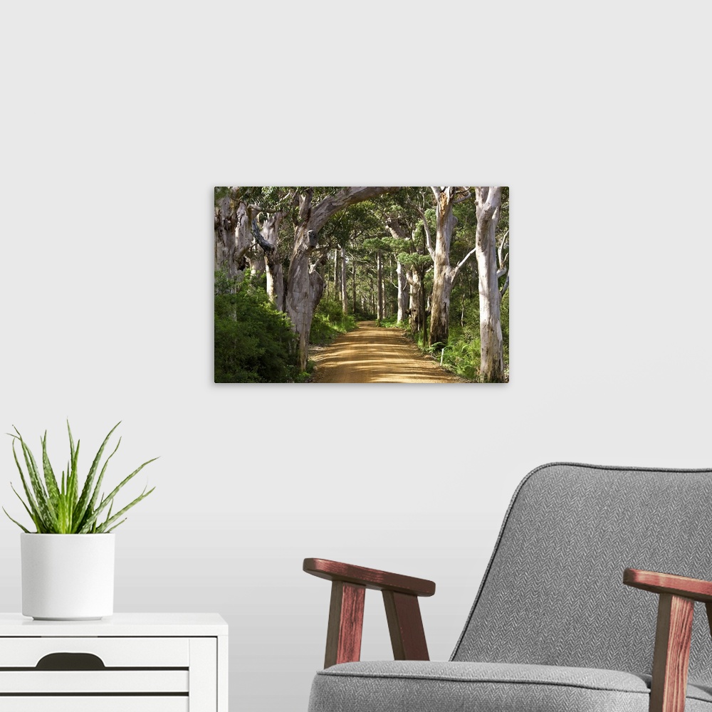 A modern room featuring Avenue of trees, West Cape Howe NP. Albany, Western Australia.