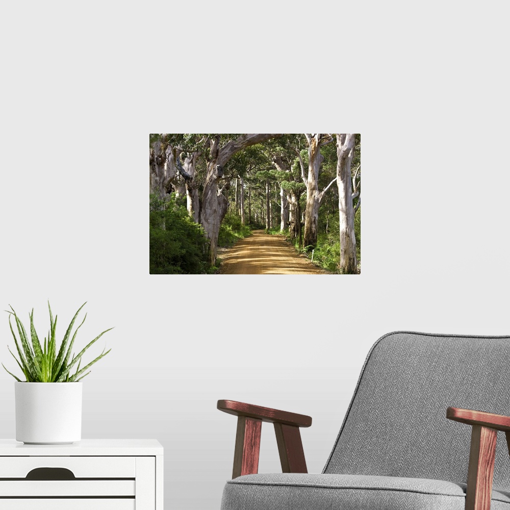 A modern room featuring Avenue of trees, West Cape Howe NP. Albany, Western Australia.
