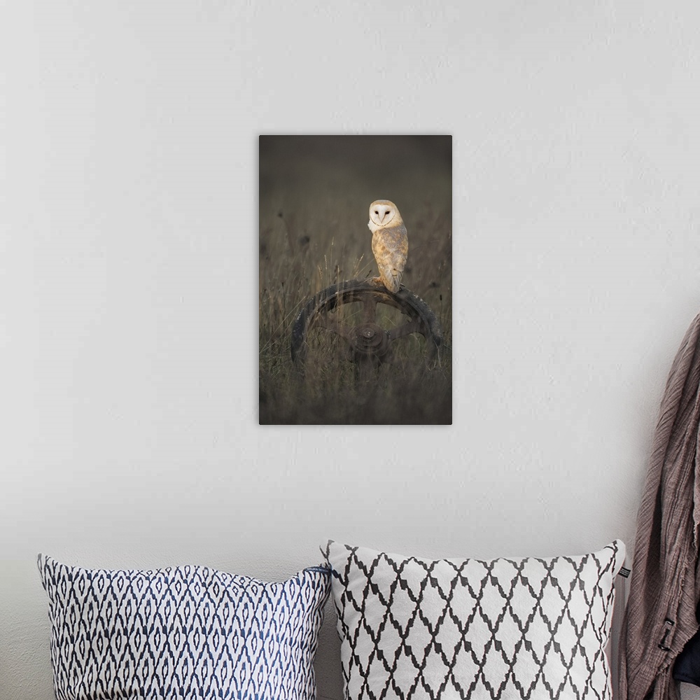 A bohemian room featuring Barn Owl (Tyto alba), (C), Hampshire, England, UK. Hampshire, Western Europe, England.