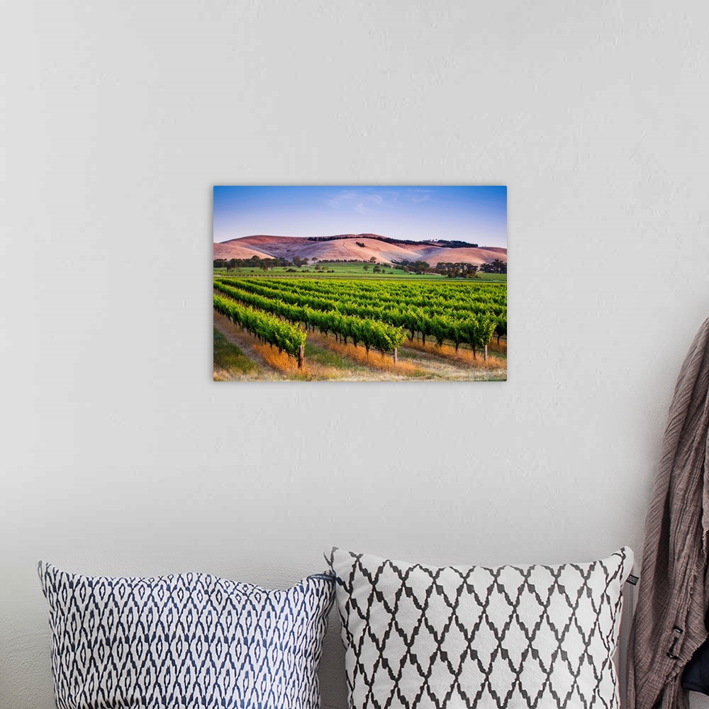 A bohemian room featuring Barossa Valley, South Australia, Australia. Jacob's Creek vineyard at dusk.