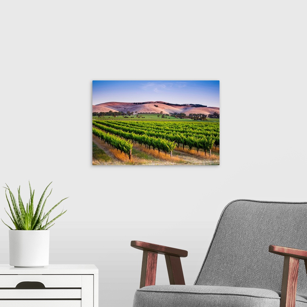 A modern room featuring Barossa Valley, South Australia, Australia. Jacob's Creek vineyard at dusk.