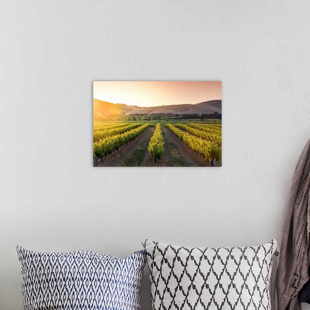 A bohemian room featuring Barossa Valley, South Australia, Australia. Jacob's Creek vineyard at sunrise.