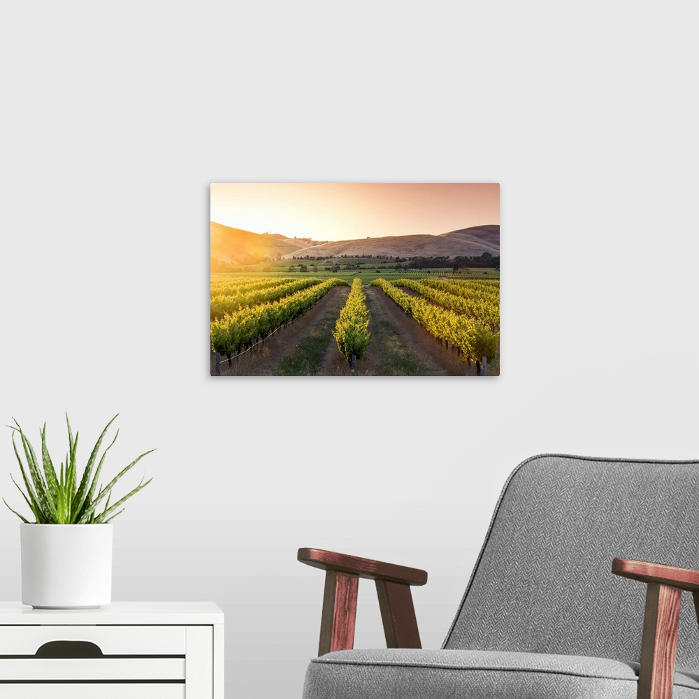 A modern room featuring Barossa Valley, South Australia, Australia. Jacob's Creek vineyard at sunrise.