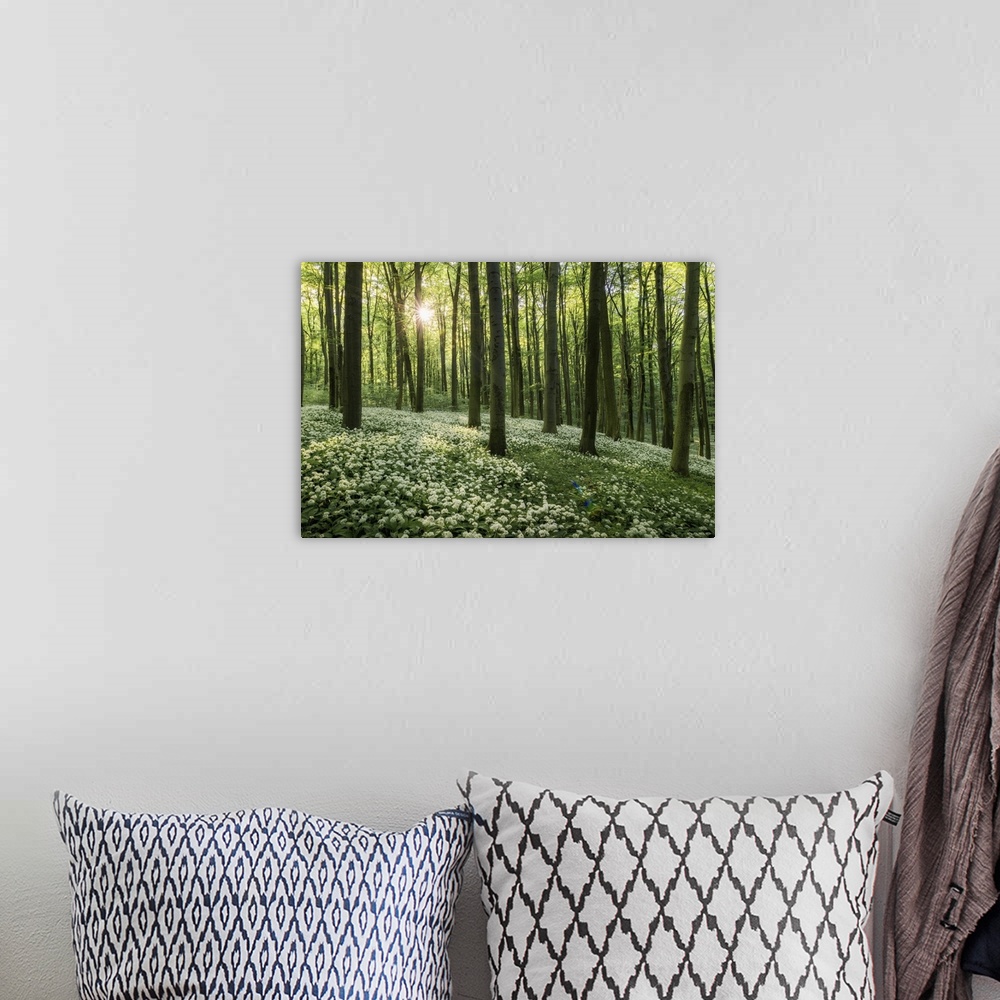 A bohemian room featuring Beech forest with blooming wild garlic (Allium ursinum), Hainich National Park, Thuringia, German...