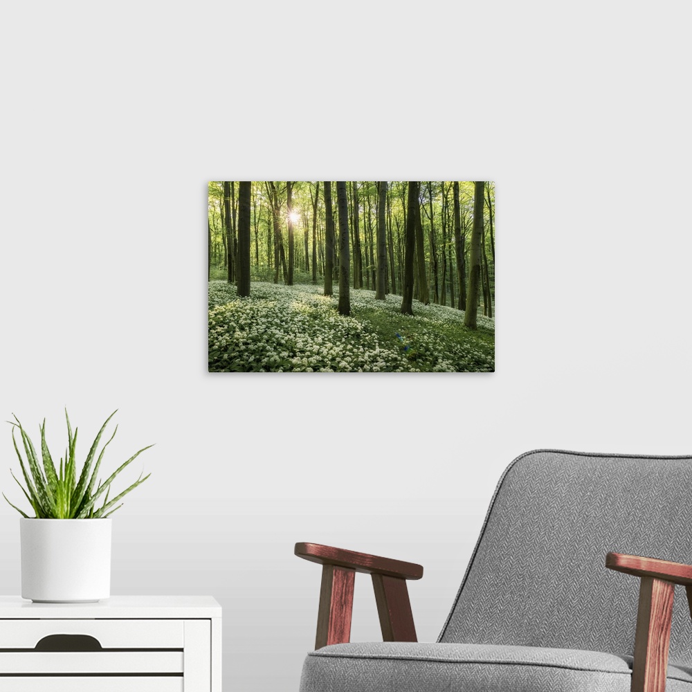 A modern room featuring Beech forest with blooming wild garlic (Allium ursinum), Hainich National Park, Thuringia, German...