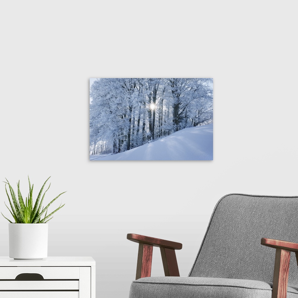 A modern room featuring Beech forest with hoar frost in winter. Germany, Bavaria, Upper Bavaria, Miesbach, Kleinpienzenau...