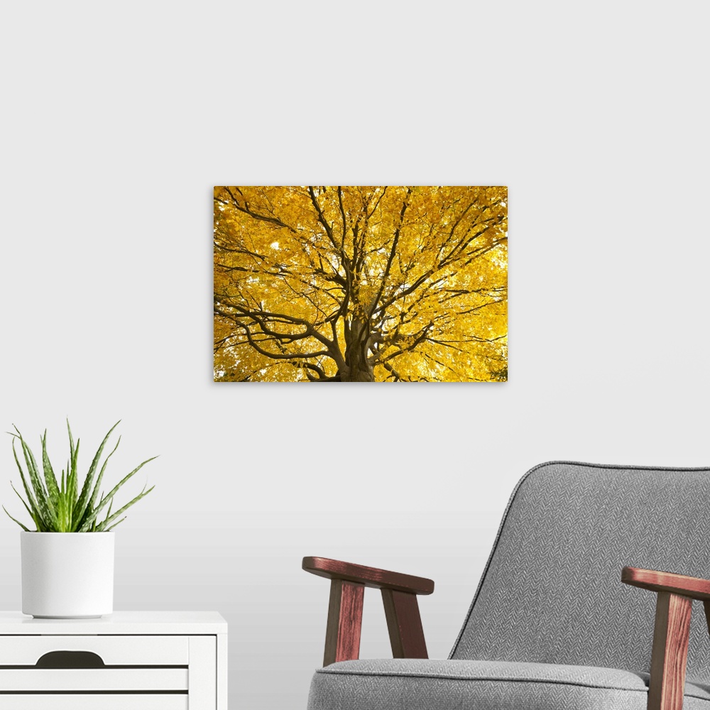 A modern room featuring Beech tree in autumn, Surrey, England