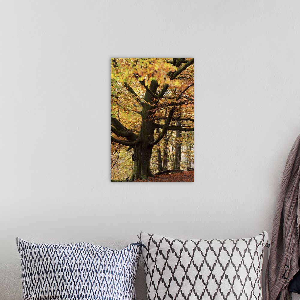 A bohemian room featuring Beech tree with autumn colours, Lake District, Cumbria, England. Autumn