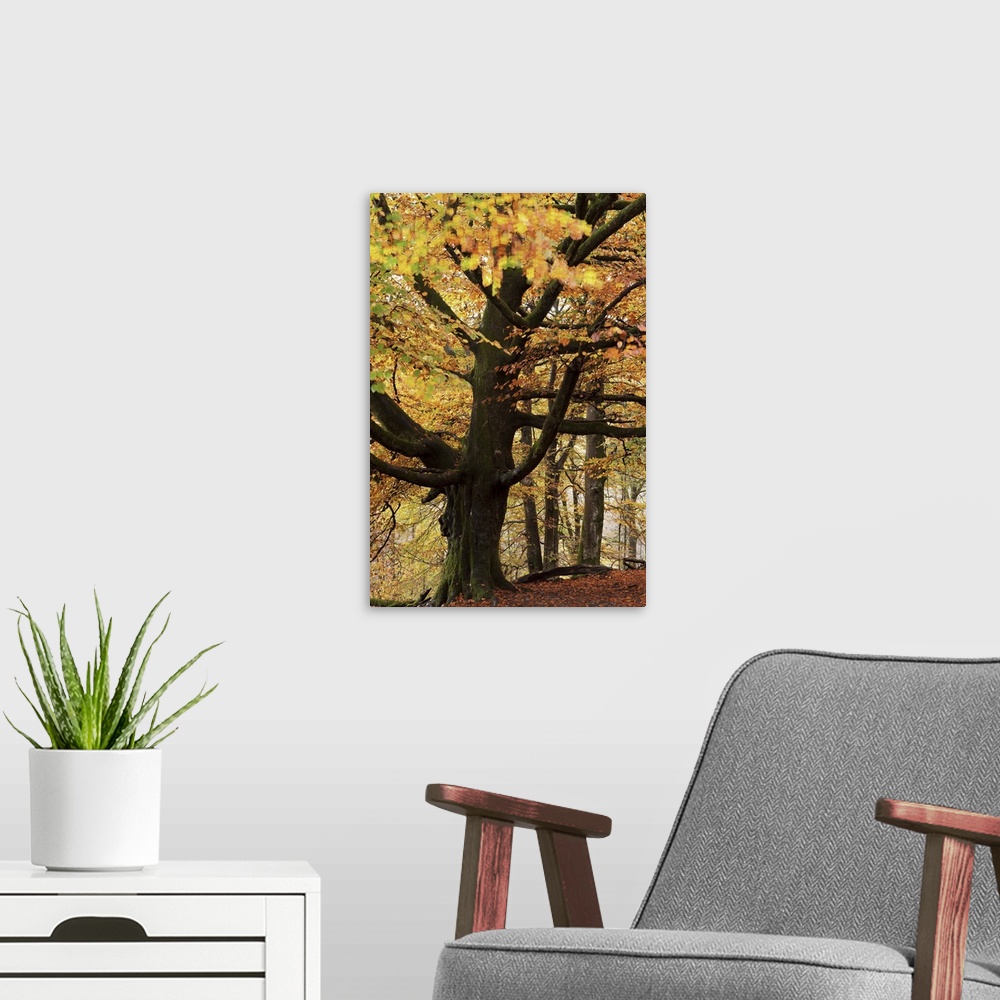 A modern room featuring Beech tree with autumn colours, Lake District, Cumbria, England. Autumn