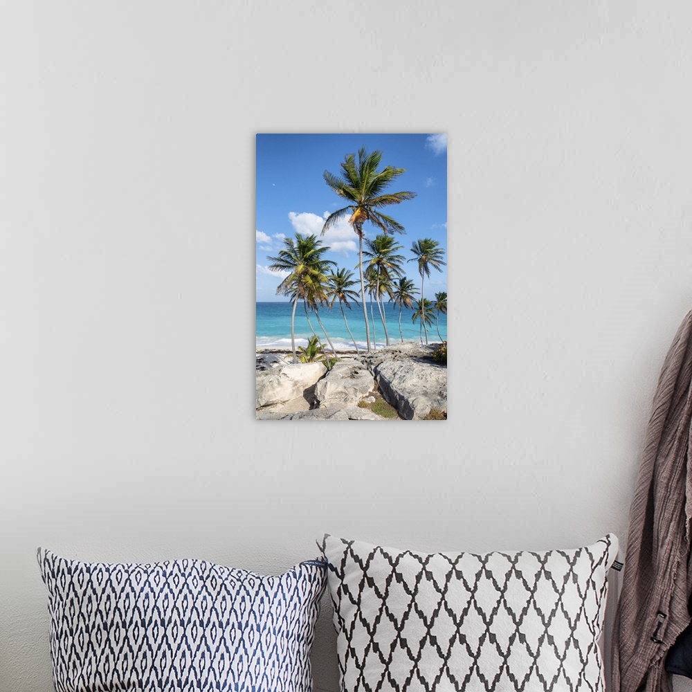 A bohemian room featuring Big rocks and tall palm trees of Bottom Bay beach, Bottom Bay, Barbados Island, Lesser Antilles, ...