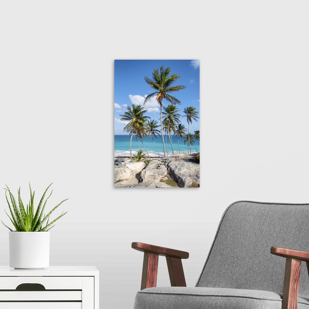 A modern room featuring Big rocks and tall palm trees of Bottom Bay beach, Bottom Bay, Barbados Island, Lesser Antilles, ...