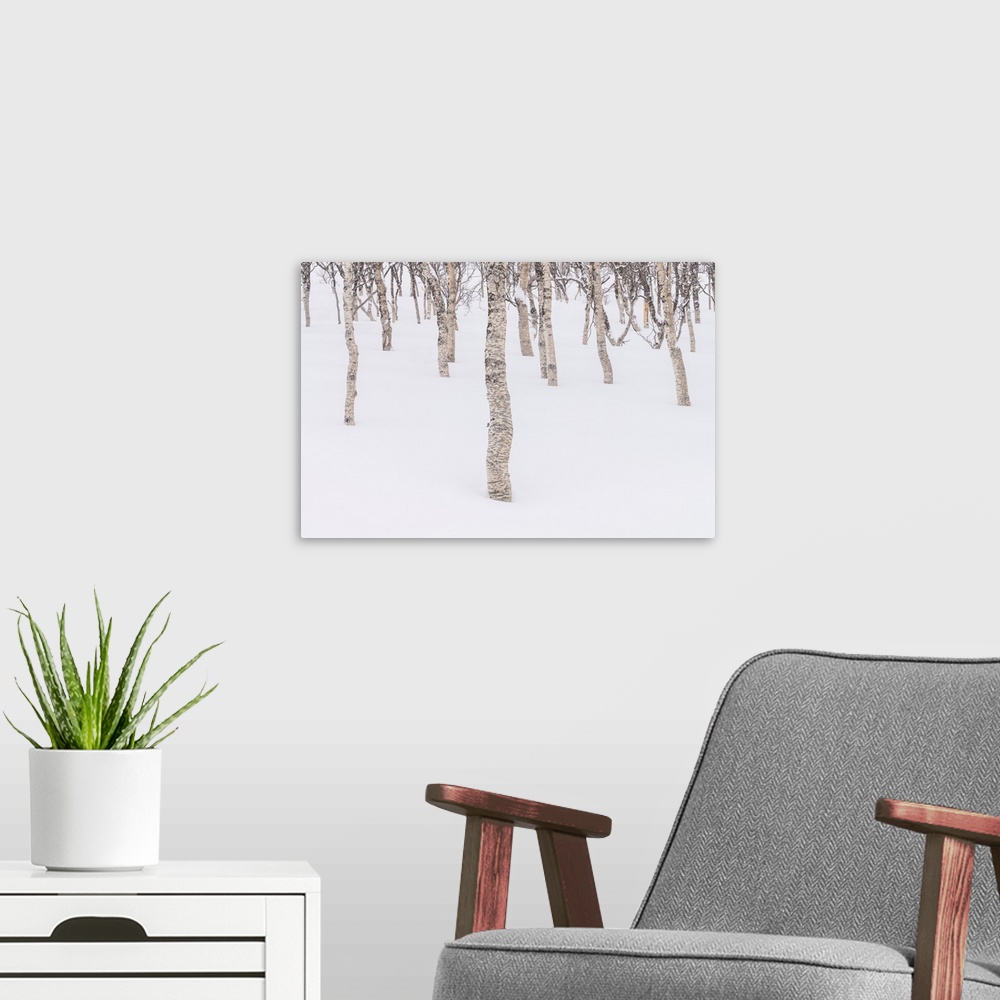 A modern room featuring Birch Trees in Snow, Senja, Norway