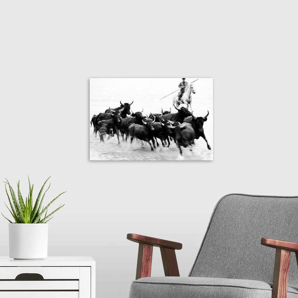 A modern room featuring Black bulls of Camargue and their herder running through the water, Camargue, France