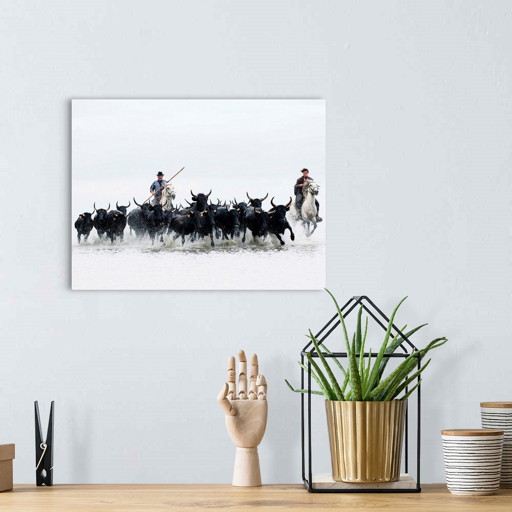 A bohemian room featuring Black bulls of Camargue and their herders running through the water, Camargue, France