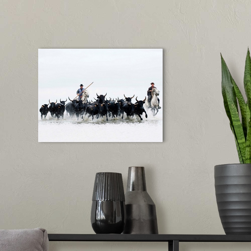 A modern room featuring Black bulls of Camargue and their herders running through the water, Camargue, France