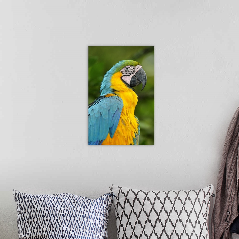 A bohemian room featuring Colourful Macaw, Terradentro, Colombia, South America
