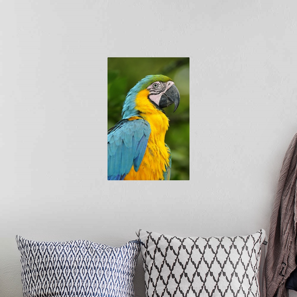 A bohemian room featuring Colourful Macaw, Terradentro, Colombia, South America