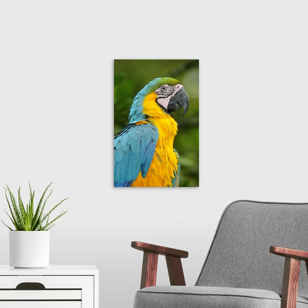 A modern room featuring Colourful Macaw, Terradentro, Colombia, South America