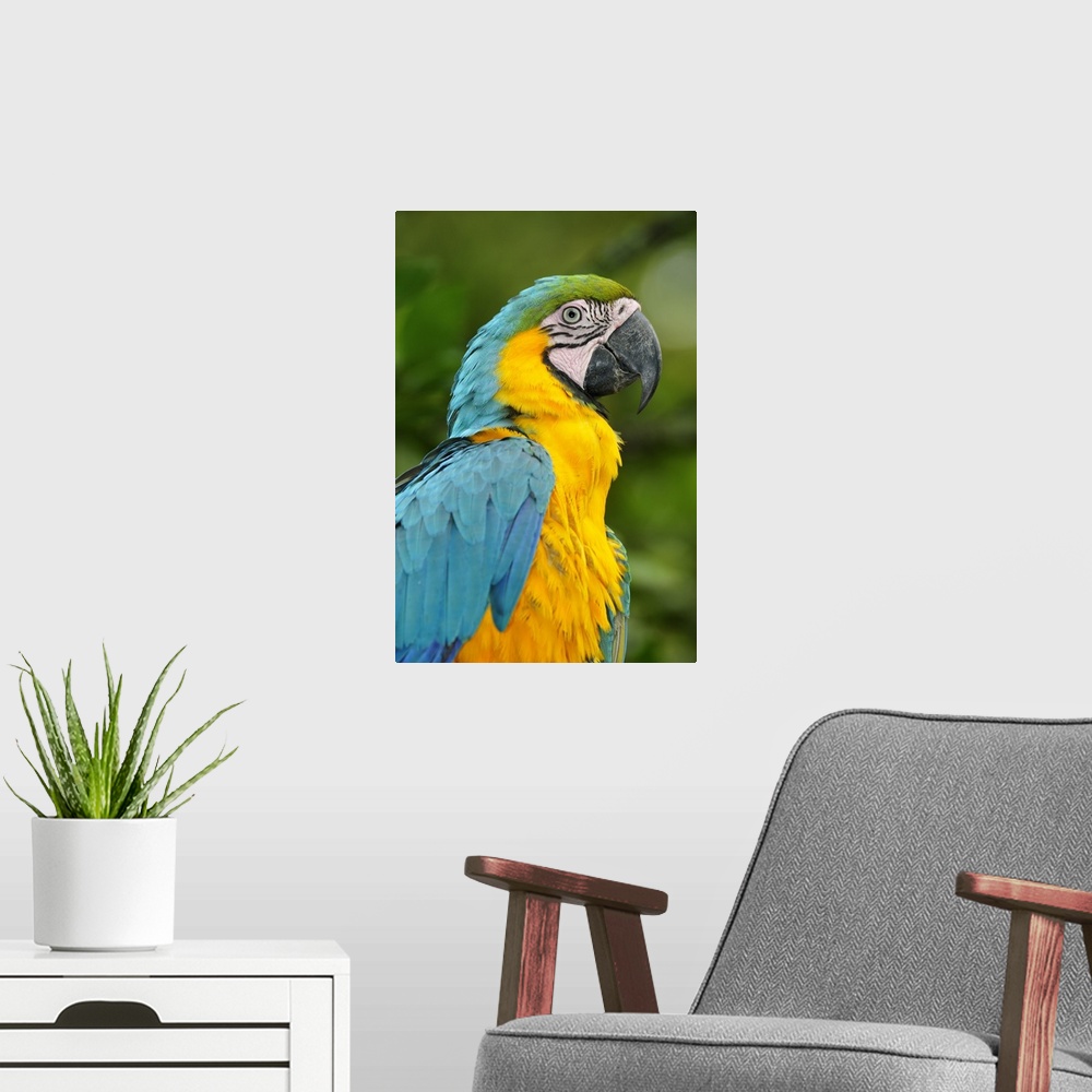 A modern room featuring Colourful Macaw, Terradentro, Colombia, South America