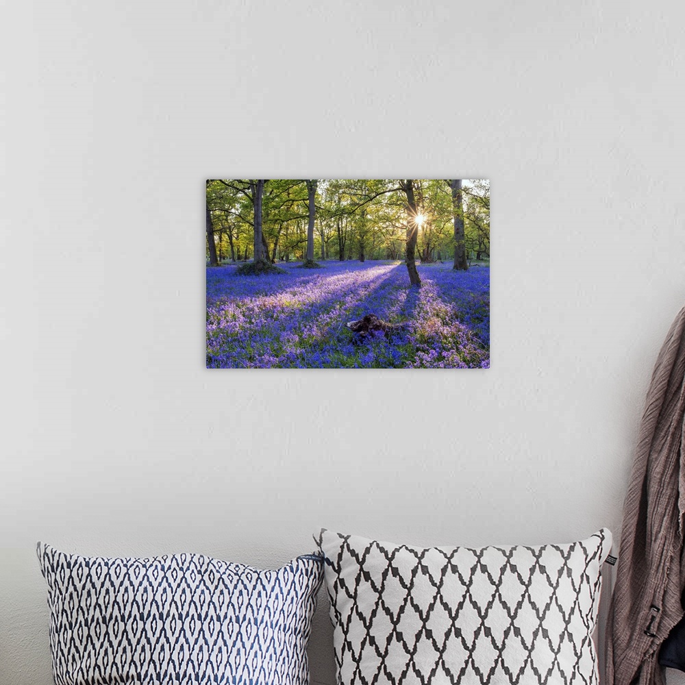 A bohemian room featuring Bluebell field, Oxfordshire, England, Europe