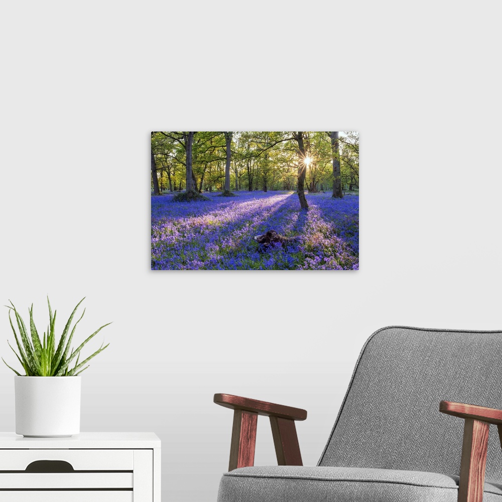 A modern room featuring Bluebell field, Oxfordshire, England, Europe