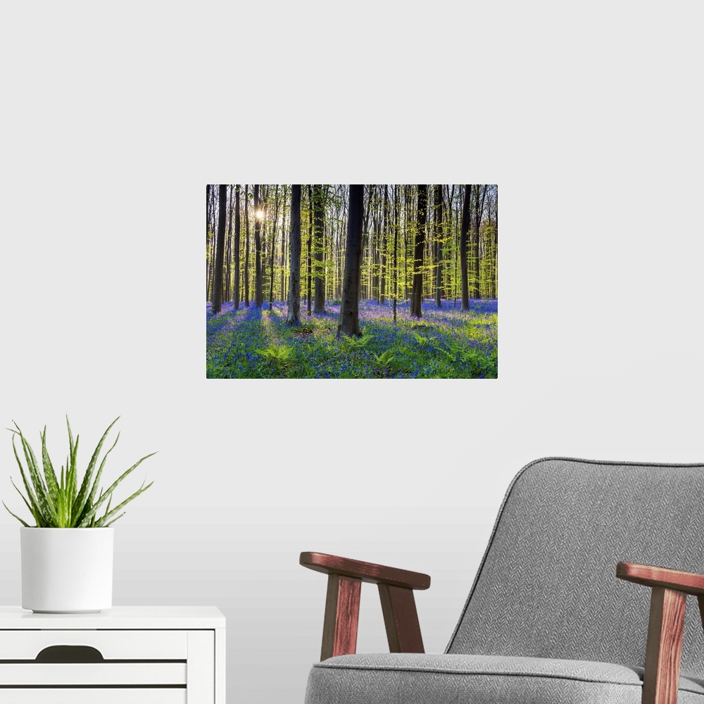 A modern room featuring Bluebell Flowers (Hyacinthoides Non-Scripta) Carpet Hardwood Beech Forest, Hallerbos Forest, Belgium