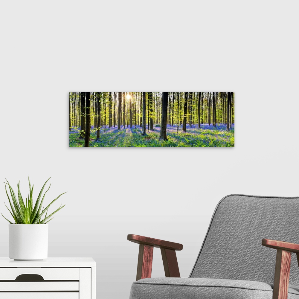 A modern room featuring Bluebell Flowers (Hyacinthoides Non-Scripta) Carpet Hardwood Beech Forest, Hallerbos Forest, Belgium