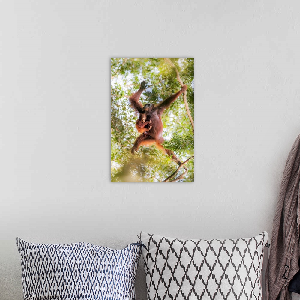A bohemian room featuring Bornean Orangutan Mother Carrying A Baby On A Tree, Tanjung Puting National Park