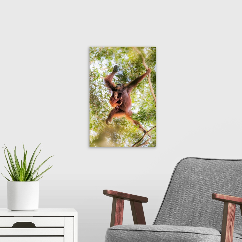 A modern room featuring Bornean Orangutan Mother Carrying A Baby On A Tree, Tanjung Puting National Park