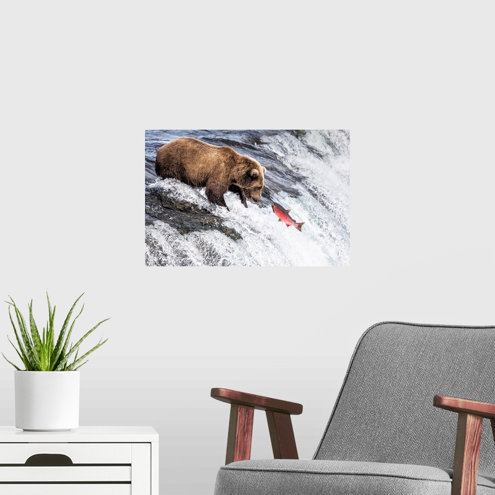 A modern room featuring Brown Bear (Ursus Arctos Alascensis), Brooks Lake, Katmai National Park And Preserve, Alaska Peni...