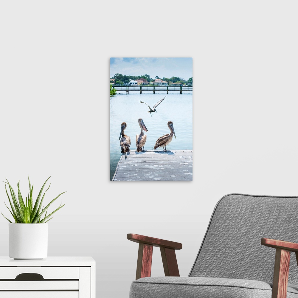 A modern room featuring Brown pelicans, coffe pot park, saint Petersburg, Florida.